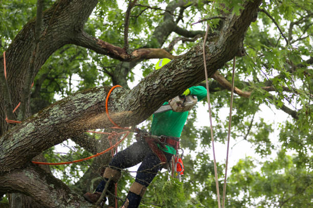 Lawn Watering Services in Athens, AL