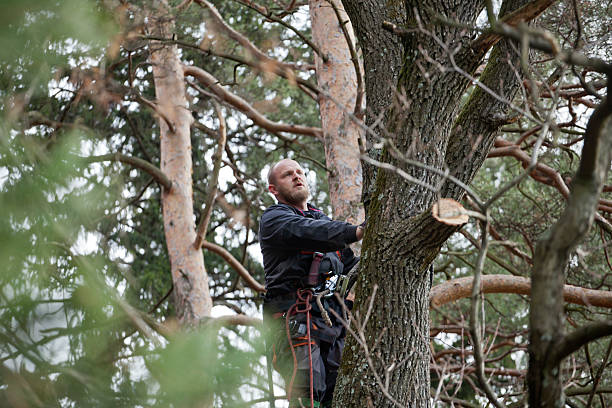 How Our Tree Care Process Works  in  Athens, AL